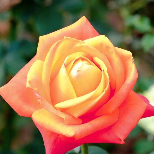 Rose roseカリモク THE FIRST RU-74 M＋オットマン Joseph's Coat Climbing Rose | Multi-Color Blooms | Nature Hills