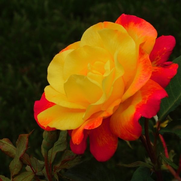 Rose roseカリモク THE FIRST RU-74 M＋オットマン Joseph's Coat Climbing Rose | Multi-Color Blooms | Nature Hills