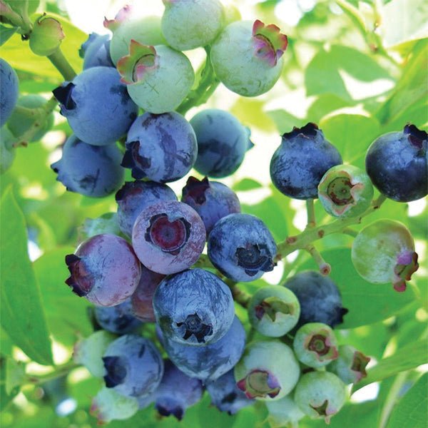 Jubilee Blueberry Bush - Nature Hills Nursery - #1 Container - 