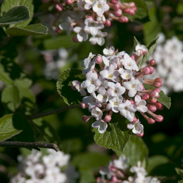 Close-up of pink, white viburnum flowers on Judd Viburnum blooming in late spring.
