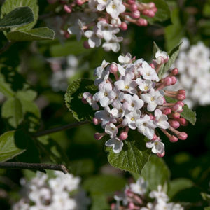 Close-up of pink, white viburnum flowers on Judd Viburnum blooming in late spring.