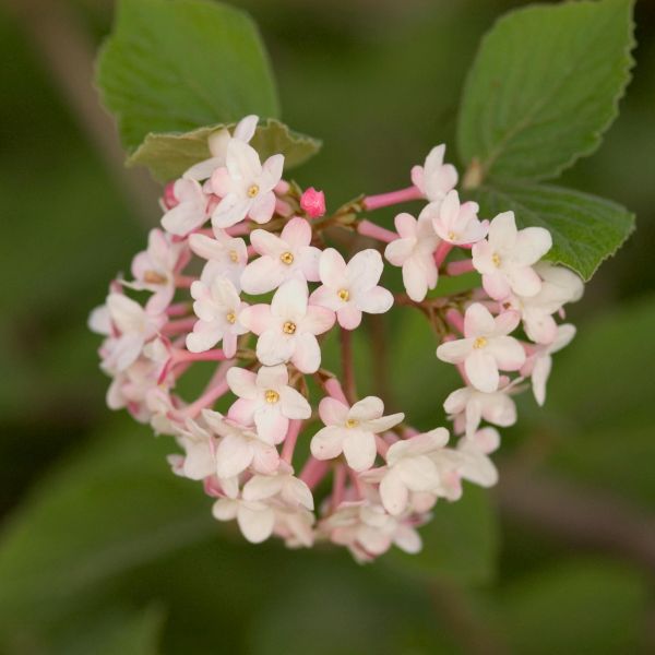 Deciduous foliage of Judd Viburnum (Viburnum x 'Juddii') in a garden setting.