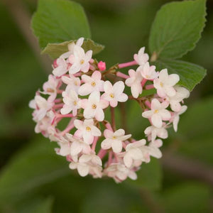 Deciduous foliage of Judd Viburnum (Viburnum x 'Juddii') in a garden setting.