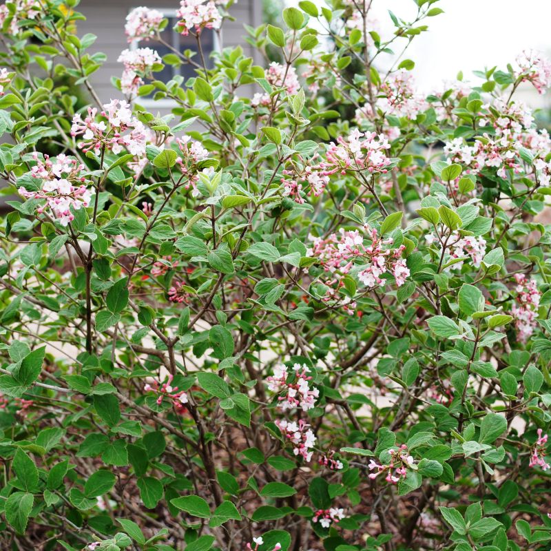 Judd Viburnum (Viburnum x 'Juddii') growing in a garden landscape, showing mature shrub form.
