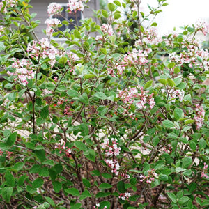 Judd Viburnum (Viburnum x 'Juddii') growing in a garden landscape, showing mature shrub form.