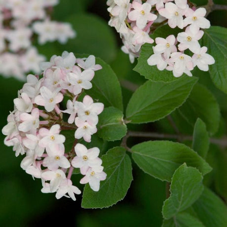 Judd Viburnum (Viburnum x 'Juddii'), a shrub featuring pink, white flowers and deciduous.