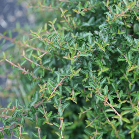 Detail view of Juke Box™ Pyracomeles (xPyracomeles 'NCXP1') showing plant structure and foliage.