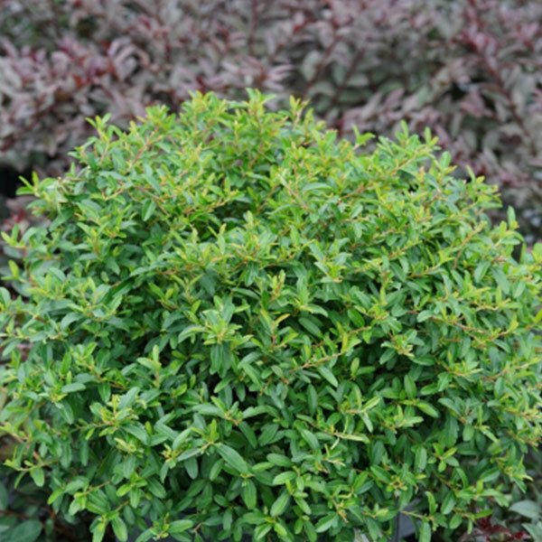 Evergreen foliage of Juke Box™ Pyracomeles (xPyracomeles 'NCXP1') in a garden setting.
