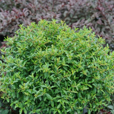 Evergreen foliage of Juke Box™ Pyracomeles (xPyracomeles 'NCXP1') in a garden setting.