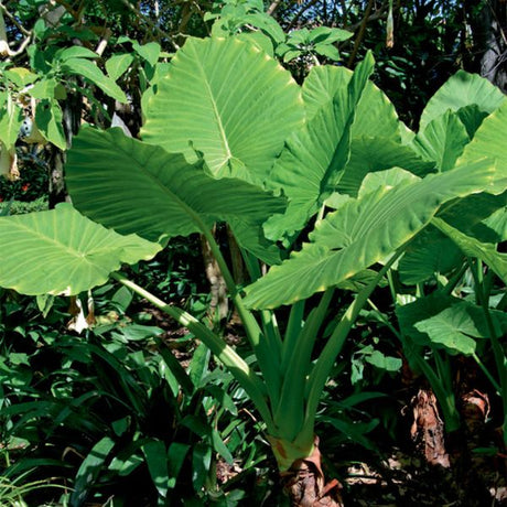 Jumbo Upright Elephant Ear - Perennial - Nature Hills Nursery - 3 Pack Bulbs - 