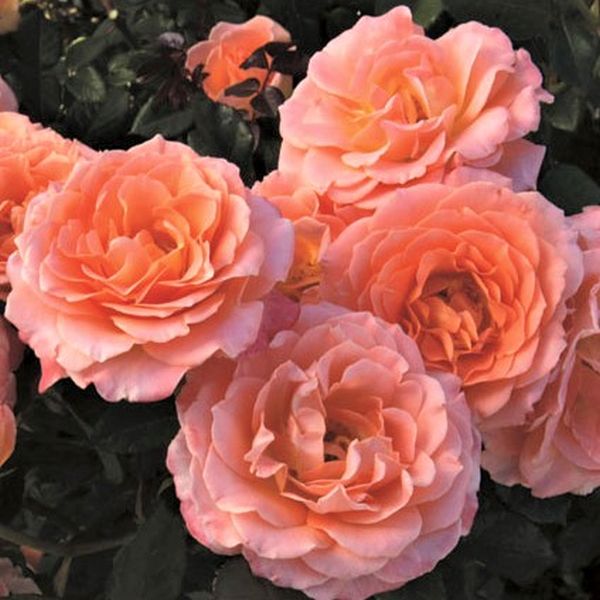 Jump For Joy&trade; Floribunda Rose Tree - Nature Hills Nursery - #3 Container 3 - 4 Feet - 