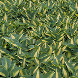 June Hosta