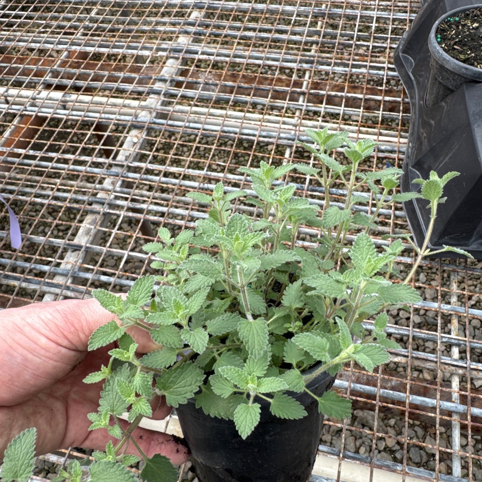 catmint indoor plant Junior Walker Catmint