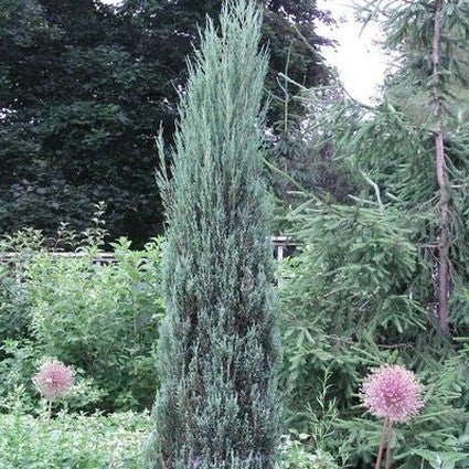 Evergreen foliage of Blue Arrow Juniper Tree (Juniperus scopulorum 'Blue Arrow') in a garden setting.