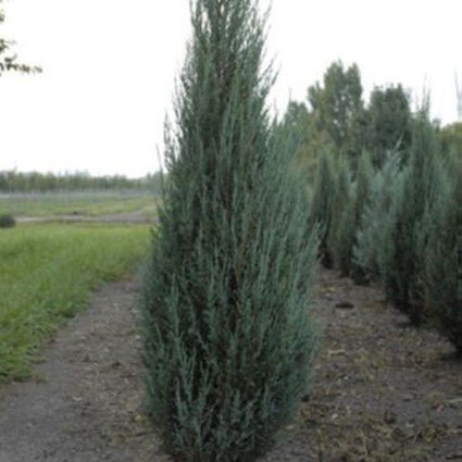 Blue Arrow Juniper Tree (Juniperus scopulorum 'Blue Arrow') growing in a garden landscape, showing mature tree form.