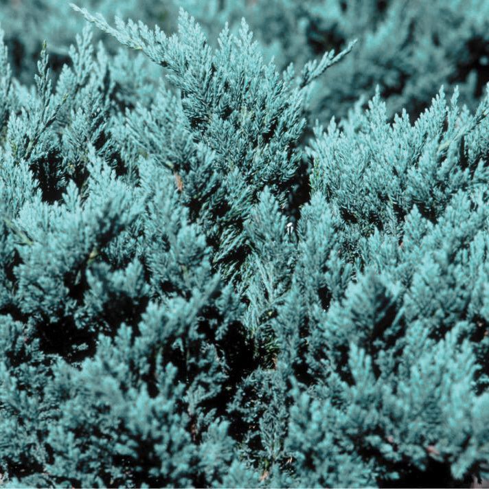 Blue Chip Juniper Bush (Juniperus horizontalis 'Blue Chip'), a shrub featuring white flowers and evergreen.