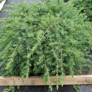 Blue Pacific Juniper Bush (Juniperus conferta 'Blue Pacific'), a shrub featuring evergreen and dense, horizontal form.