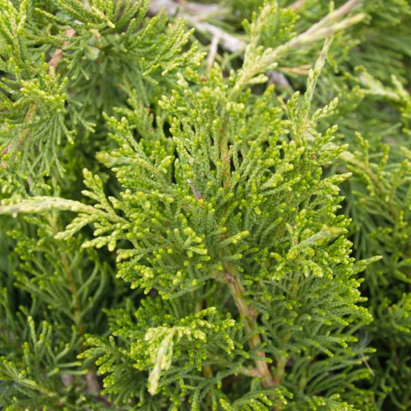 Detail view of Blue Rug Juniper Bush (Juniperus horizontalis 'Wiltonii') showing plant structure and foliage.
