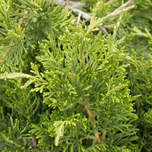 Detail view of Blue Rug Juniper Bush (Juniperus horizontalis 'Wiltonii') showing plant structure and foliage.