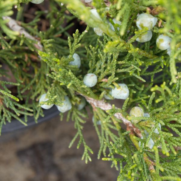 Evergreen foliage of Blue Rug Juniper Bush (Juniperus horizontalis 'Wiltonii') in a garden setting.