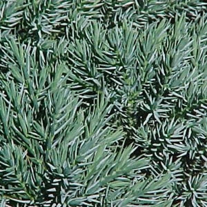 Detail view of Blue Star Juniper (Juniperus squamata 'Blue Star') showing plant structure and foliage.