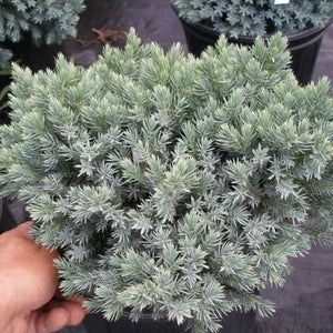 Evergreen foliage of Blue Star Juniper (Juniperus squamata 'Blue Star') in a garden setting.