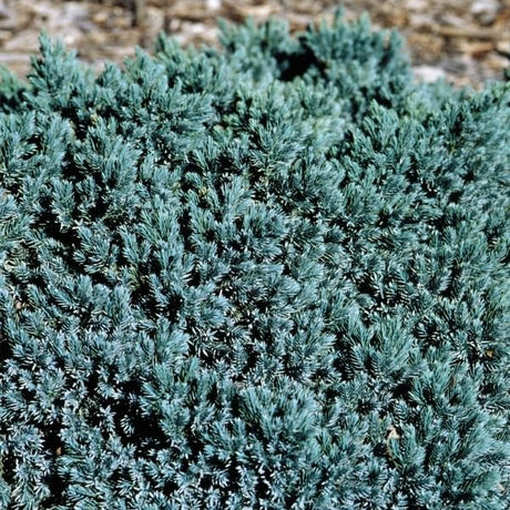 Blue Star Juniper (Juniperus squamata 'Blue Star'), a shrub featuring evergreen and dense, mounding form.