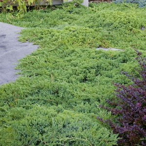 Detail view of Dwarf Japanese Garden Juniper (Juniperus procumbens 'Nana') showing plant structure and foliage.