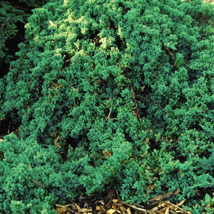 Dwarf Japanese Garden Juniper (Juniperus procumbens 'Nana') growing in a garden landscape, showing mature shrub form.
