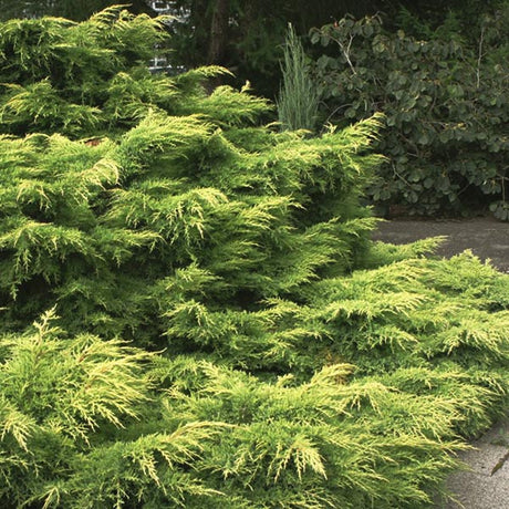 Gold Lace Juniper Bush (Juniperus chinensis 'Gold Lace'), a shrub featuring evergreen and conical form.