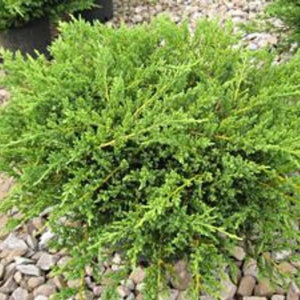Evergreen foliage of Green Sargent Juniper (Juniperus chinensis sargentii 'Viridis') in a garden setting.