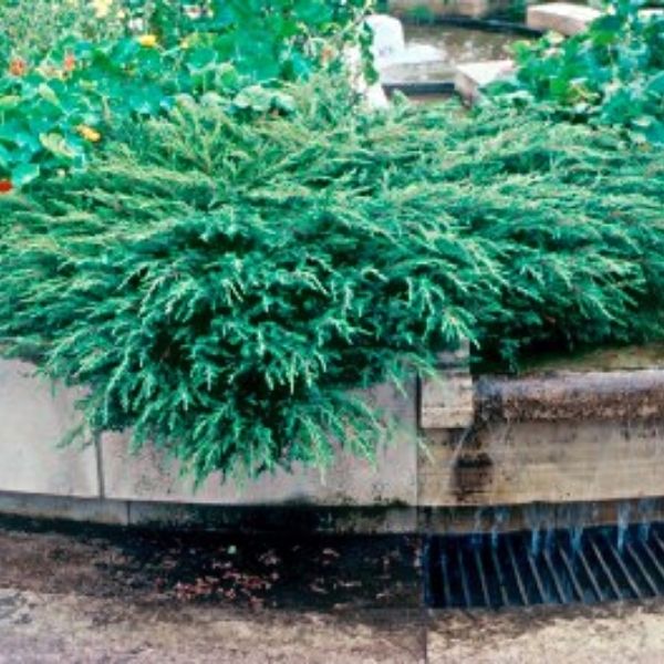 Green Sargent Juniper (Juniperus chinensis sargentii 'Viridis'), a shrub featuring evergreen and prostrate form.