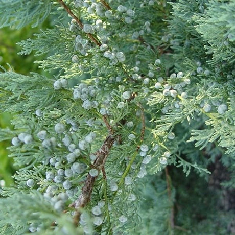 Detail view of Grey Owl Juniper Bush (Juniperus virginiana 'Grey Owl') showing plant structure and foliage.