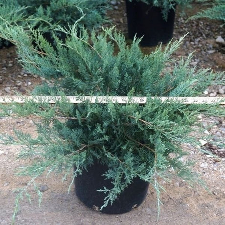 Evergreen foliage of Grey Owl Juniper Bush (Juniperus virginiana 'Grey Owl') in a garden setting.