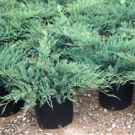 Grey Owl Juniper Bush (Juniperus virginiana 'Grey Owl') growing in a garden landscape, showing mature shrub form.
