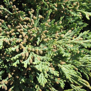 Detail view of Hughes Juniper Bush (Juniperus horizontalis 'Hughes') showing plant structure and foliage.