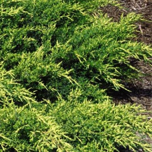 Detail view of Old Gold Juniper Bush (Juniperus x pfitzeriana 'Old Gold') showing plant structure and foliage.