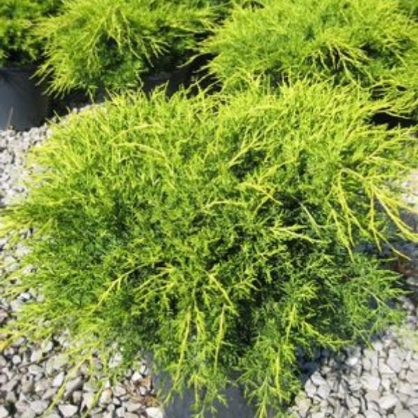 Evergreen foliage of Old Gold Juniper Bush (Juniperus x pfitzeriana 'Old Gold') in a garden setting.