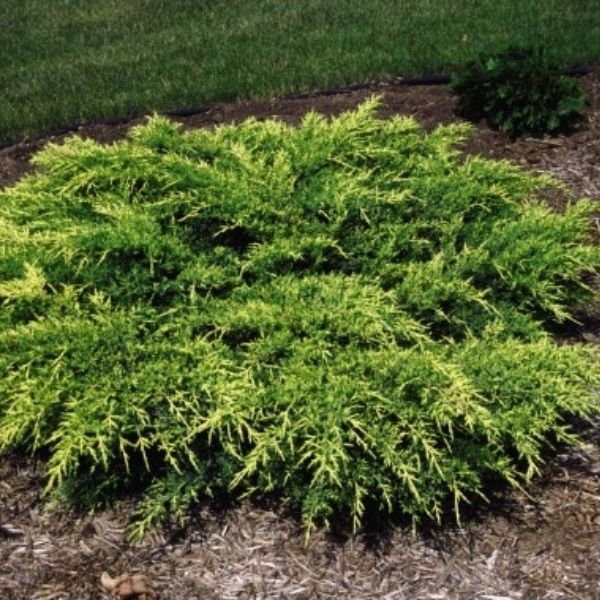 Old Gold Juniper Bush (Juniperus x pfitzeriana 'Old Gold'), a shrub featuring evergreen and horizontal, spreading form.