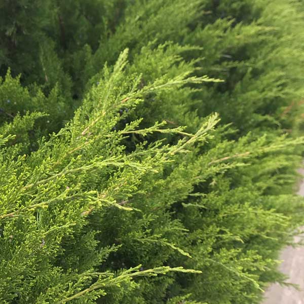 Evergreen foliage of Sea Green Juniper (Juniperus × pfitzeriana 'Sea Green') in a garden setting.