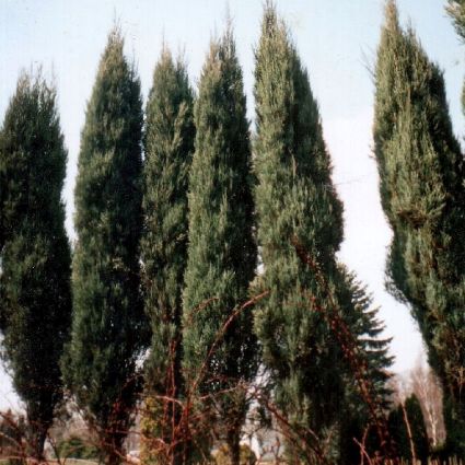 Detail view of Skyrocket Juniper Tree (Juniperus scopulorum 'Skyrocket') showing plant structure and foliage.