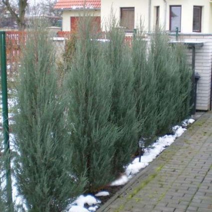 Evergreen foliage of Skyrocket Juniper Tree (Juniperus scopulorum 'Skyrocket') in a garden setting.