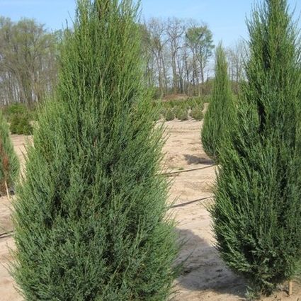 Skyrocket Juniper Tree (Juniperus scopulorum 'Skyrocket'), a tree featuring evergreen and columnar, erect form.
