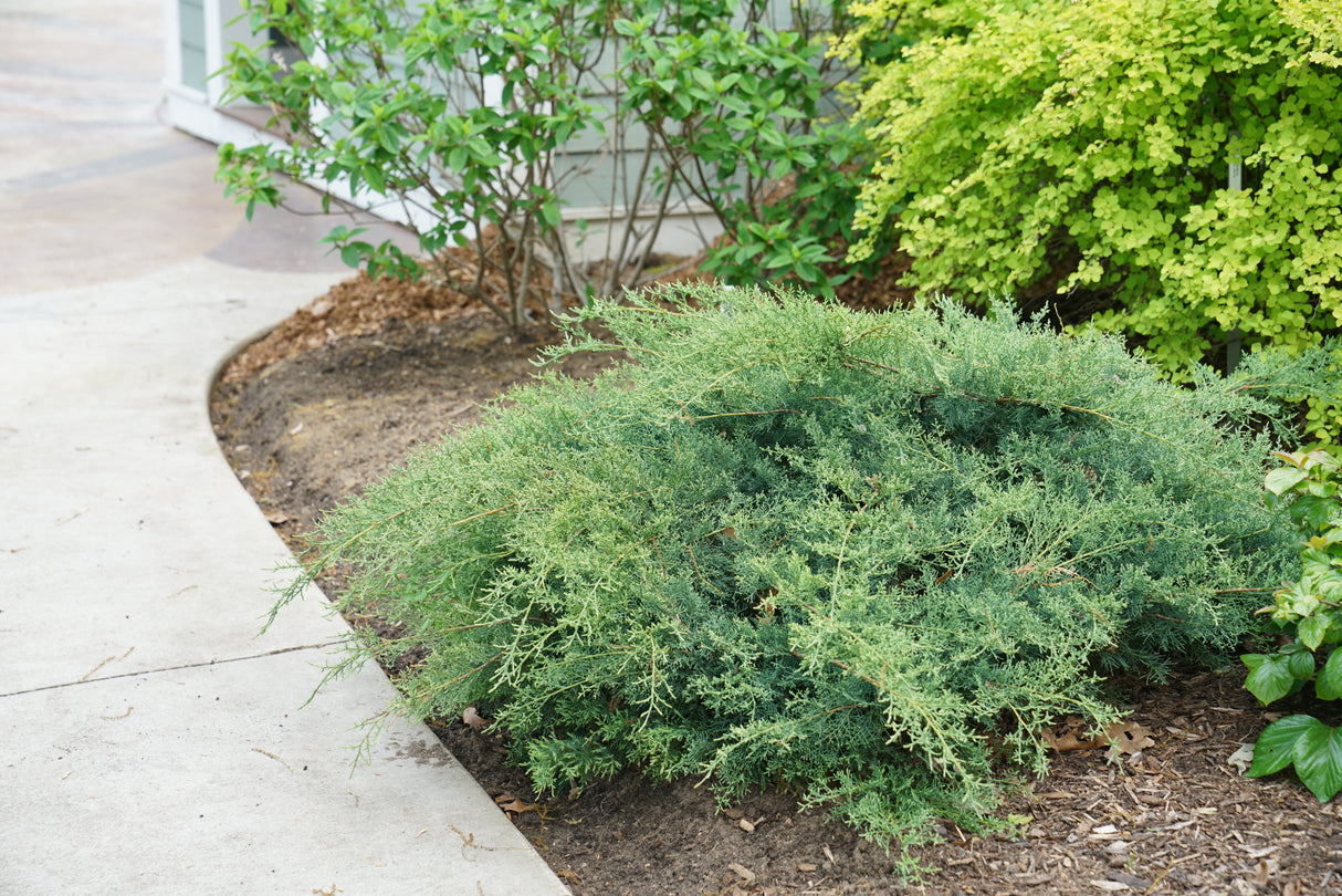 Montana Moss® Juniper