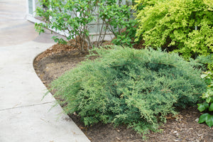 Montana Moss® Juniper