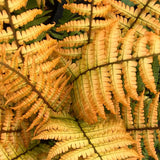 Jurassic Gold Wood Fern Stems