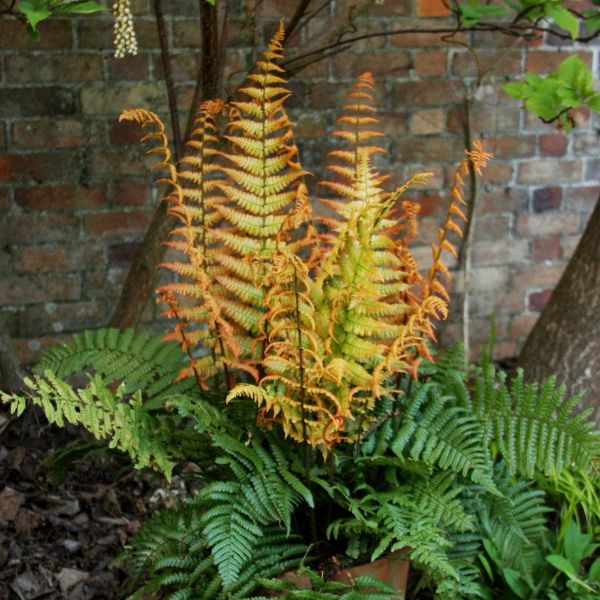 Jurassic Gold Wood Fern Whole Plant