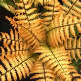 Jurassic Gold Wood Fern Gold Color