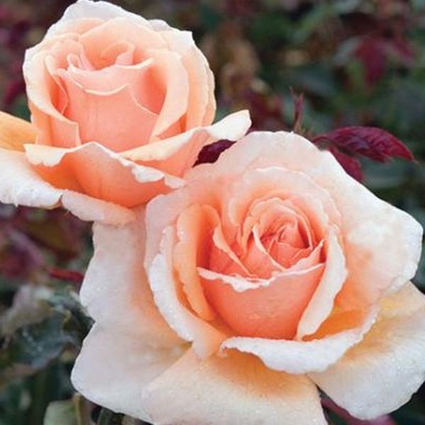 Close-up of pink, orange, yellow rosa flowers on Just Joey Hybrid Tea Rose.
