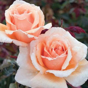 Close-up of pink, orange, yellow rosa flowers on Just Joey Hybrid Tea Rose.